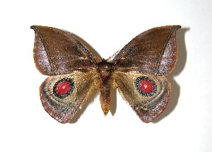  ( - 08-SRNP-35127)  @14 [ ] CreativeCommons - Attribution Non-Commercial Share-Alike (2010) Daniel H. Janzen Guanacaste Dry Forest Conservation Fund