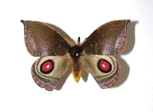  ( - 08-SRNP-35139)  @14 [ ] CreativeCommons - Attribution Non-Commercial Share-Alike (2010) Daniel H. Janzen Guanacaste Dry Forest Conservation Fund