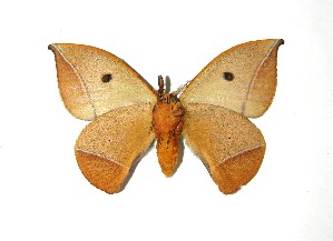  ( - 08-SRNP-35139)  @14 [ ] CreativeCommons - Attribution Non-Commercial Share-Alike (2010) Daniel H. Janzen Guanacaste Dry Forest Conservation Fund