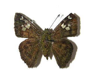  ( - 08-SRNP-41239)  @14 [ ] CreativeCommons - Attribution Non-Commercial Share-Alike (2009) Daniel H. Janzen Guanacaste Dry Forest Conservation Fund