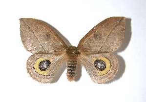  ( - 08-SRNP-55395)  @14 [ ] CreativeCommons - Attribution Non-Commercial Share-Alike (2010) Daniel H. Janzen Guanacaste Dry Forest Conservation Fund
