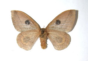  ( - 08-SRNP-55395)  @14 [ ] CreativeCommons - Attribution Non-Commercial Share-Alike (2010) Daniel H. Janzen Guanacaste Dry Forest Conservation Fund