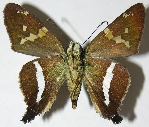  ( - 08-SRNP-32489)  @12 [ ] CreativeCommons - Attribution Non-Commercial Share-Alike (2009) Daniel H. Janzen Guanacaste Dry Forest Conservation Fund