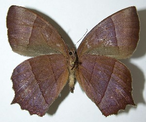  ( - 08-SRNP-4816)  @14 [ ] CreativeCommons - Attribution Non-Commercial Share-Alike (2009) Daniel H. Janzen Guanacaste Dry Forest Conservation Fund