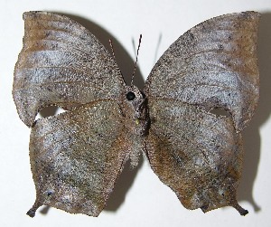  ( - 08-SRNP-57555)  @14 [ ] CreativeCommons - Attribution Non-Commercial Share-Alike (2009) Daniel H. Janzen Guanacaste Dry Forest Conservation Fund