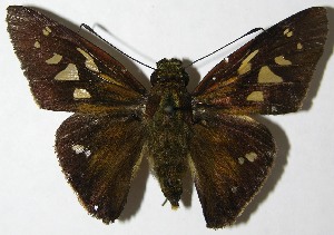  ( - 08-SRNP-6347)  @14 [ ] CreativeCommons - Attribution Non-Commercial Share-Alike (2009) Daniel H. Janzen Guanacaste Dry Forest Conservation Fund