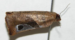  ( - 09-SRNP-958)  @12 [ ] CreativeCommons - Attribution Non-Commercial Share-Alike (2013) Daniel H. Janzen Guanacaste Dry Forest Conservation Fund