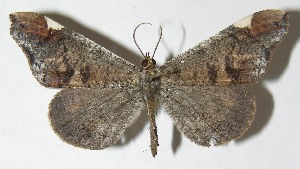  ( - 08-SRNP-1568)  @14 [ ] CreativeCommons - Attribution Non-Commercial Share-Alike (2009) Daniel H. Janzen Guanacaste Dry Forest Conservation Fund