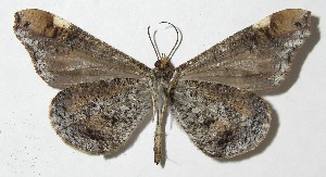  ( - 08-SRNP-1568)  @14 [ ] CreativeCommons - Attribution Non-Commercial Share-Alike (2009) Daniel H. Janzen Guanacaste Dry Forest Conservation Fund