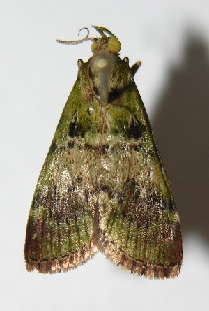  ( - 08-SRNP-4438)  @13 [ ] CreativeCommons - Attribution Non-Commercial Share-Alike (2013) Daniel H. Janzen Guanacaste Dry Forest Conservation Fund