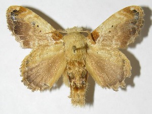  ( - 08-SRNP-5074)  @14 [ ] CreativeCommons - Attribution Non-Commercial Share-Alike (2009) Daniel H. Janzen Guanacaste Dry Forest Conservation Fund