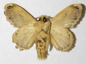  ( - 08-SRNP-5074)  @14 [ ] CreativeCommons - Attribution Non-Commercial Share-Alike (2009) Daniel H. Janzen Guanacaste Dry Forest Conservation Fund