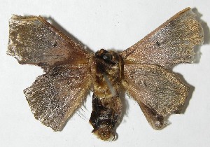  (Trogoptera sp. voucher - 08-SRNP-5486)  @11 [ ] CreativeCommons - Attribution Non-Commercial Share-Alike (2009) Daniel H. Janzen Guanacaste Dry Forest Conservation Fund