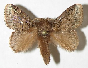  ( - 08-SRNP-57477)  @14 [ ] CreativeCommons - Attribution Non-Commercial Share-Alike (2009) Daniel H. Janzen Guanacaste Dry Forest Conservation Fund