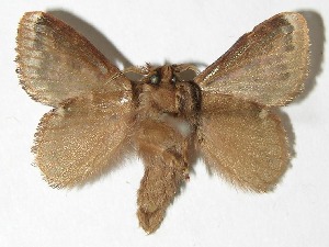  ( - 08-SRNP-57477)  @14 [ ] CreativeCommons - Attribution Non-Commercial Share-Alike (2009) Daniel H. Janzen Guanacaste Dry Forest Conservation Fund