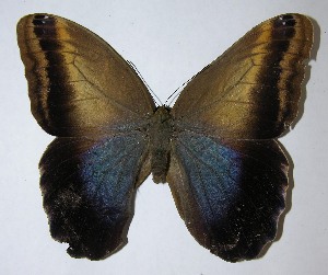  ( - 08-SRNP-24470)  @14 [ ] CreativeCommons - Attribution Non-Commercial Share-Alike (2009) Daniel H. Janzen Guanacaste Dry Forest Conservation Fund