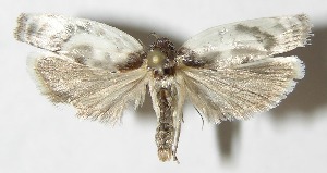  ( - 08-SRNP-72071)  @14 [ ] CreativeCommons - Attribution Non-Commercial Share-Alike (2009) Daniel H. Janzen Guanacaste Dry Forest Conservation Fund