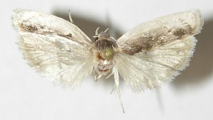  ( - 09-SRNP-12058)  @13 [ ] CreativeCommons - Attribution Non-Commercial Share-Alike (2009) Daniel H. Janzen Guanacaste Dry Forest Conservation Fund