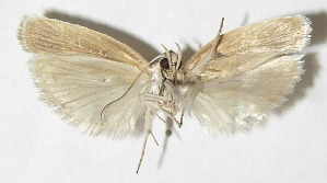  ( - 09-SRNP-12058)  @13 [ ] CreativeCommons - Attribution Non-Commercial Share-Alike (2009) Daniel H. Janzen Guanacaste Dry Forest Conservation Fund