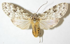  ( - 08-SRNP-21759)  @14 [ ] CreativeCommons - Attribution Non-Commercial Share-Alike (2009) Daniel H. Janzen Guanacaste Dry Forest Conservation Fund