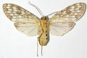  ( - 08-SRNP-21759)  @14 [ ] CreativeCommons - Attribution Non-Commercial Share-Alike (2009) Daniel H. Janzen Guanacaste Dry Forest Conservation Fund