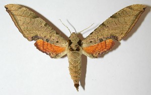  ( - 08-SRNP-22302)  @14 [ ] CreativeCommons - Attribution Non-Commercial Share-Alike (2013) Daniel H. Janzen Guanacaste Dry Forest Conservation Fund