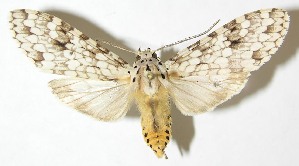  ( - 08-SRNP-24250)  @14 [ ] CreativeCommons - Attribution Non-Commercial Share-Alike (2009) Daniel H. Janzen Guanacaste Dry Forest Conservation Fund