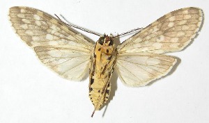  ( - 08-SRNP-24250)  @14 [ ] CreativeCommons - Attribution Non-Commercial Share-Alike (2009) Daniel H. Janzen Guanacaste Dry Forest Conservation Fund