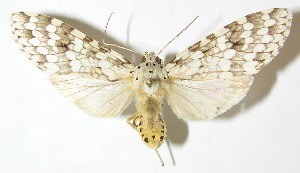  ( - 08-SRNP-24566)  @14 [ ] CreativeCommons - Attribution Non-Commercial Share-Alike (2009) Daniel H. Janzen Guanacaste Dry Forest Conservation Fund