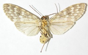  ( - 08-SRNP-24566)  @14 [ ] CreativeCommons - Attribution Non-Commercial Share-Alike (2009) Daniel H. Janzen Guanacaste Dry Forest Conservation Fund