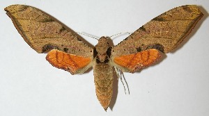  ( - 08-SRNP-5390)  @14 [ ] CreativeCommons - Attribution Non-Commercial Share-Alike (2013) Daniel H. Janzen Guanacaste Dry Forest Conservation Fund