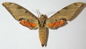  ( - 08-SRNP-5391)  @14 [ ] CreativeCommons - Attribution Non-Commercial Share-Alike (2013) Daniel H. Janzen Guanacaste Dry Forest Conservation Fund