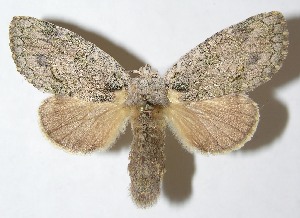  ( - 09-SRNP-14210)  @14 [ ] CreativeCommons - Attribution Non-Commercial Share-Alike (2013) Daniel H. Janzen Guanacaste Dry Forest Conservation Fund