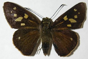  ( - 09-SRNP-30033)  @14 [ ] CreativeCommons - Attribution Non-Commercial Share-Alike (2009) Daniel H. Janzen Guanacaste Dry Forest Conservation Fund