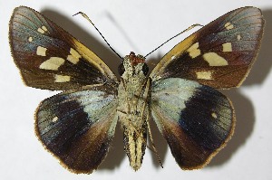  ( - 09-SRNP-30033)  @14 [ ] CreativeCommons - Attribution Non-Commercial Share-Alike (2009) Daniel H. Janzen Guanacaste Dry Forest Conservation Fund