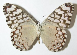  ( - 09-SRNP-30561)  @14 [ ] CreativeCommons - Attribution Non-Commercial Share-Alike (2013) Daniel H. Janzen Guanacaste Dry Forest Conservation Fund