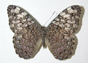  ( - 09-SRNP-30797)  @14 [ ] CreativeCommons - Attribution Non-Commercial Share-Alike (2013) Daniel H. Janzen Guanacaste Dry Forest Conservation Fund