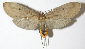  ( - 09-SRNP-30868)  @14 [ ] CreativeCommons - Attribution Non-Commercial Share-Alike (2013) Daniel H. Janzen Guanacaste Dry Forest Conservation Fund