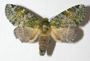  ( - 09-SRNP-31644)  @14 [ ] CreativeCommons - Attribution Non-Commercial Share-Alike (2013) Daniel H. Janzen Guanacaste Dry Forest Conservation Fund