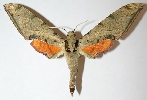  ( - 09-SRNP-65716)  @14 [ ] CreativeCommons - Attribution Non-Commercial Share-Alike (2013) Daniel H. Janzen Guanacaste Dry Forest Conservation Fund