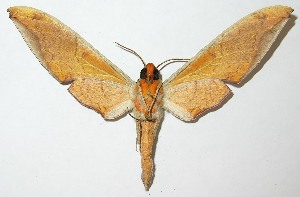  ( - 09-SRNP-65716)  @14 [ ] CreativeCommons - Attribution Non-Commercial Share-Alike (2013) Daniel H. Janzen Guanacaste Dry Forest Conservation Fund