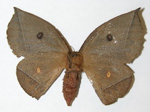  ( - 08-SRNP-33064)  @14 [ ] CreativeCommons - Attribution Non-Commercial Share-Alike (2009) Daniel H. Janzen Guanacaste Dry Forest Conservation Fund