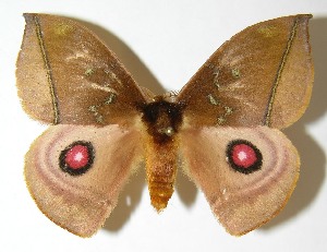  ( - 08-SRNP-33098)  @14 [ ] CreativeCommons - Attribution Non-Commercial Share-Alike (2009) Daniel H. Janzen Guanacaste Dry Forest Conservation Fund