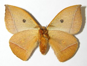  ( - 08-SRNP-33098)  @14 [ ] CreativeCommons - Attribution Non-Commercial Share-Alike (2009) Daniel H. Janzen Guanacaste Dry Forest Conservation Fund
