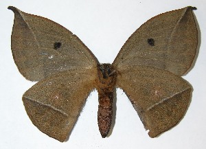  ( - 08-SRNP-36809)  @14 [ ] CreativeCommons - Attribution Non-Commercial Share-Alike (2009) Daniel H. Janzen Guanacaste Dry Forest Conservation Fund