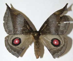  ( - 08-SRNP-36810)  @14 [ ] CreativeCommons - Attribution Non-Commercial Share-Alike (2009) Daniel H. Janzen Guanacaste Dry Forest Conservation Fund