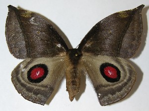  ( - 08-SRNP-36820)  @14 [ ] CreativeCommons - Attribution Non-Commercial Share-Alike (2009) Daniel H. Janzen Guanacaste Dry Forest Conservation Fund