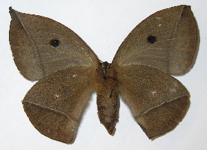  ( - 08-SRNP-36820)  @14 [ ] CreativeCommons - Attribution Non-Commercial Share-Alike (2009) Daniel H. Janzen Guanacaste Dry Forest Conservation Fund