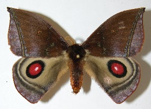  ( - 08-SRNP-36837)  @14 [ ] CreativeCommons - Attribution Non-Commercial Share-Alike (2009) Daniel H. Janzen Guanacaste Dry Forest Conservation Fund