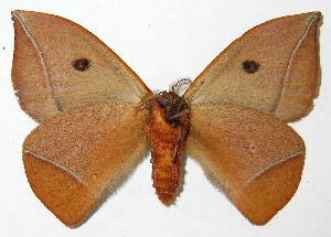  ( - 08-SRNP-36837)  @14 [ ] CreativeCommons - Attribution Non-Commercial Share-Alike (2009) Daniel H. Janzen Guanacaste Dry Forest Conservation Fund